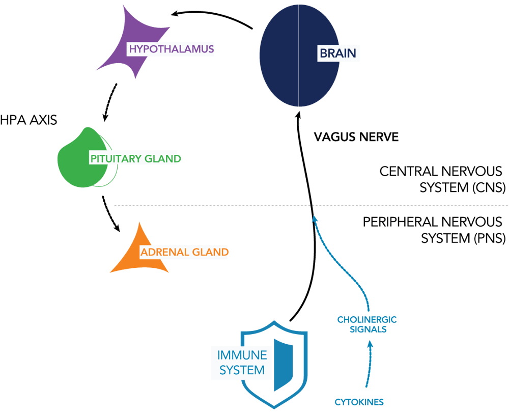 Cholinergic Signaling