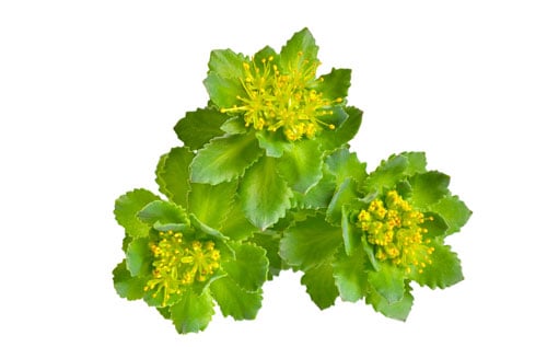 Rhodiola