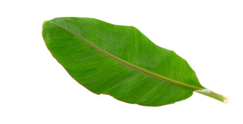 Calm_CP_banaba_leaf