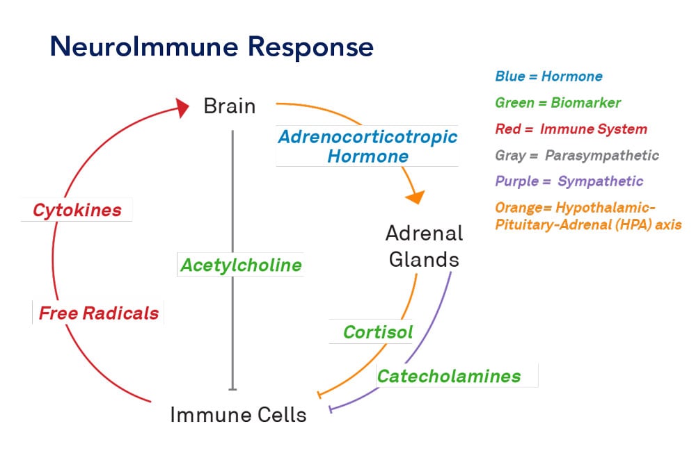NeuroImmune response