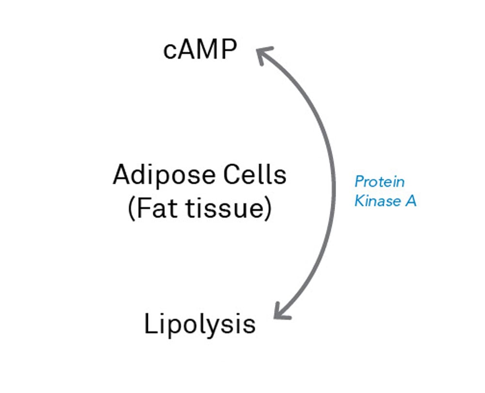 Daxitrol pathway