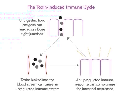 The toxic-induced immune cycle
