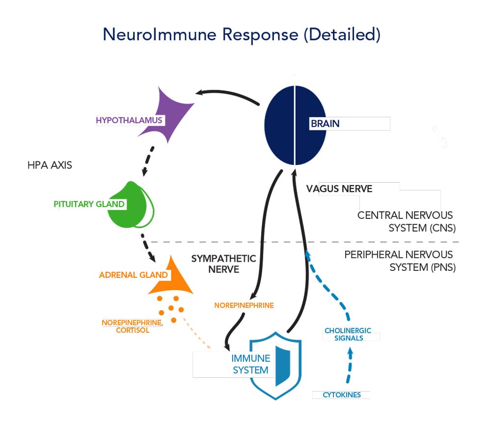 NeuroImmune response