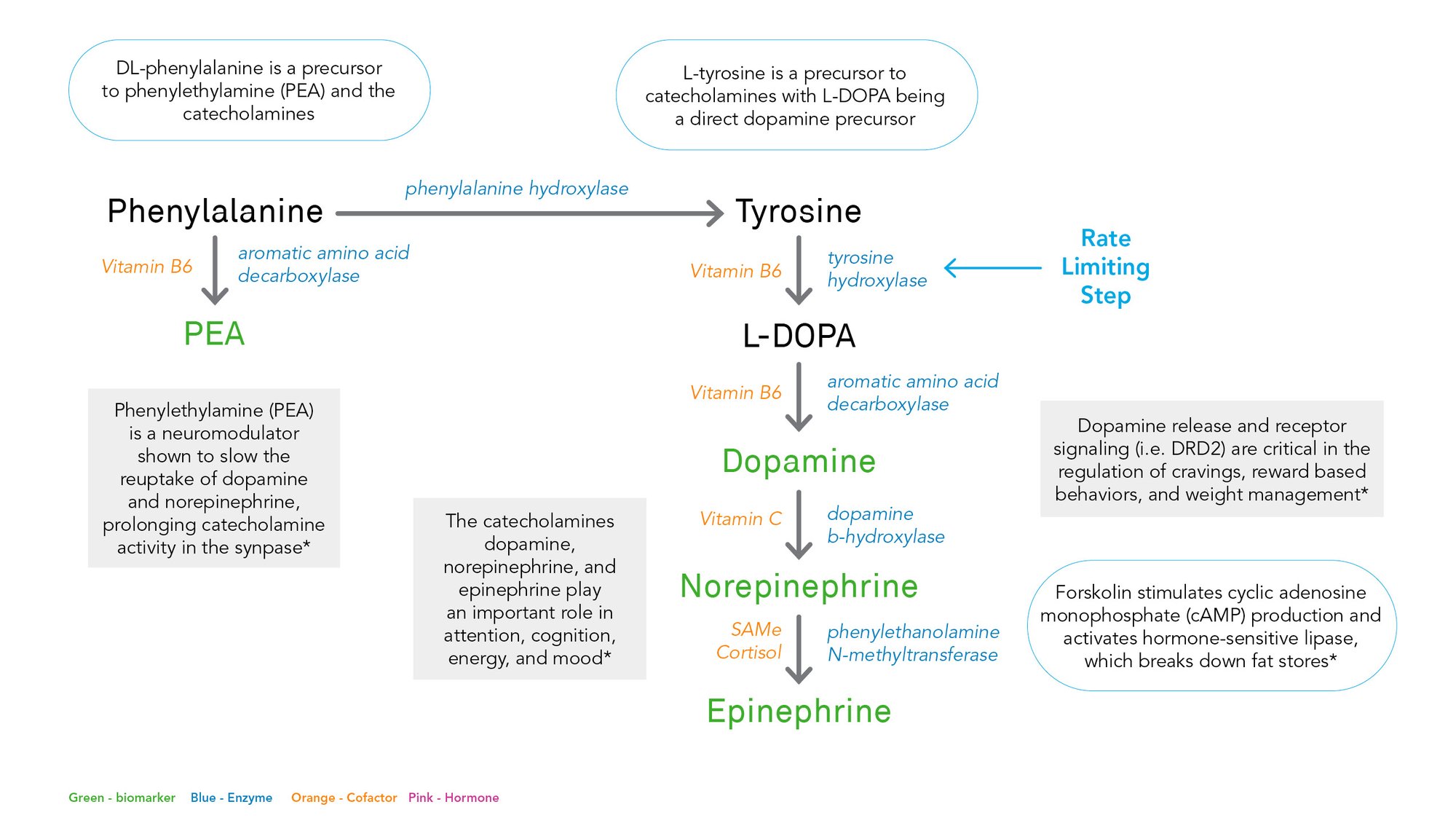 Catecholamine_pro_report Catecholamine_pro_report