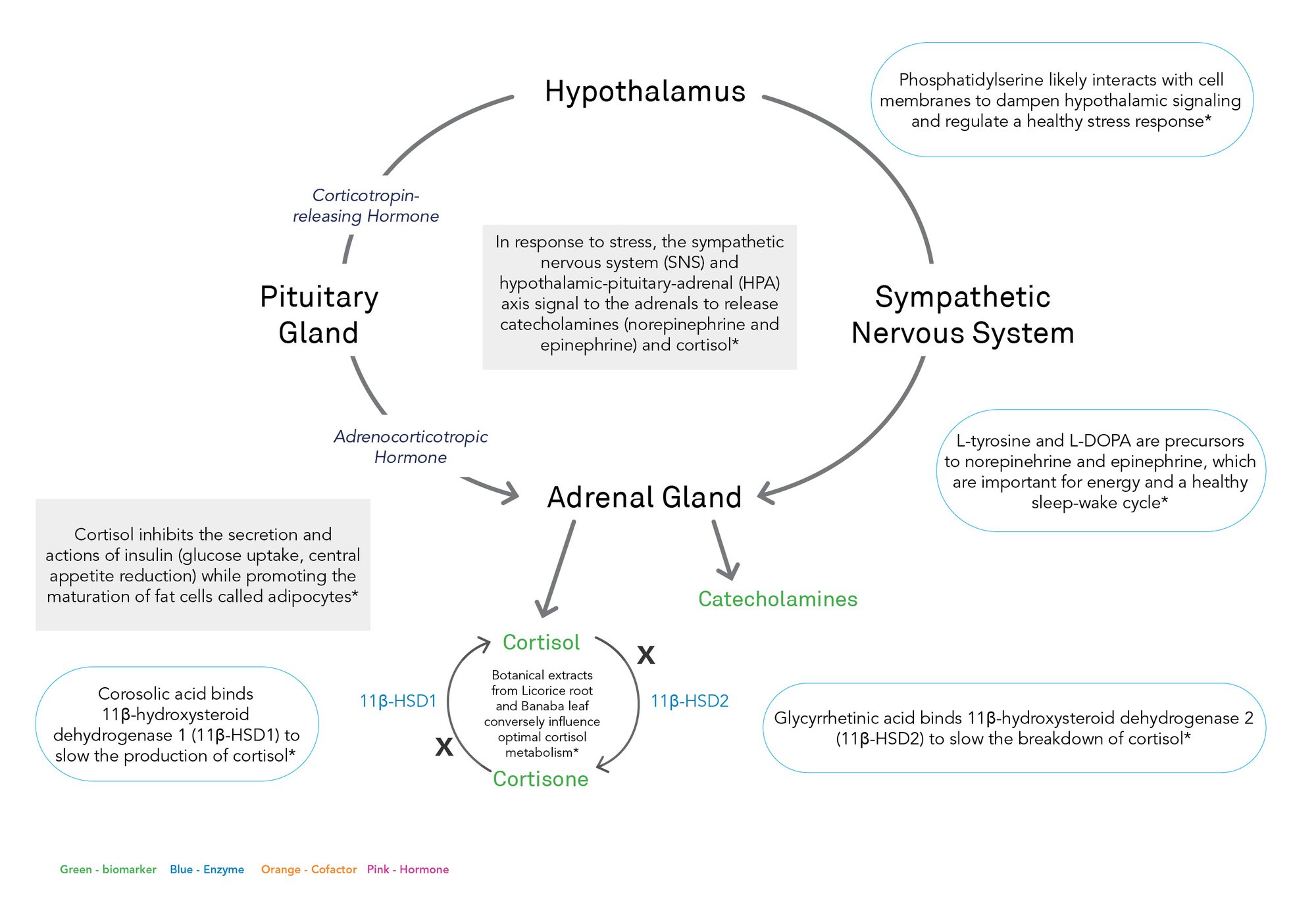 NeuroAdrenal_pro_report