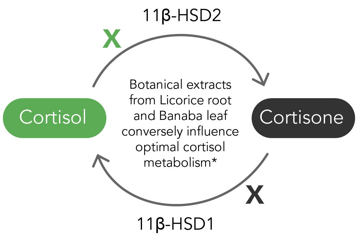 Cortisone cortisole cycle