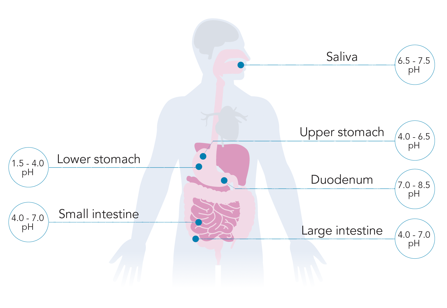 pH along digestive tract pH along digestive tract